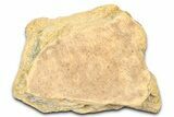 Dinosaur (Triceratops) Frill Shield Section - Wyoming #371530-1